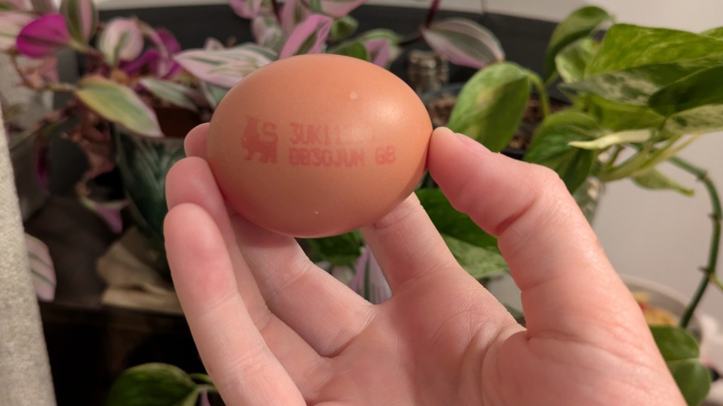How to tell if an egg is out of&nbsp;date