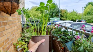 A potato being grown in a pot with green sprouts